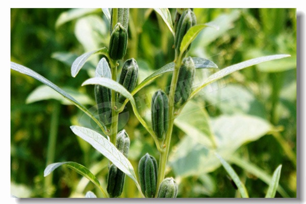 循环流化床锅炉内有传热历程有哪些？？？